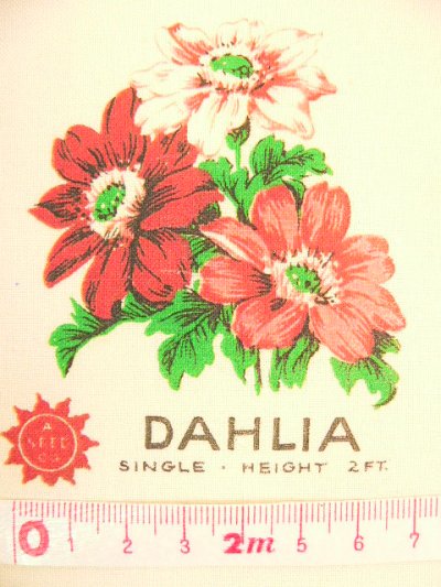 画像1: 転写カットクロス　DAHLIA 